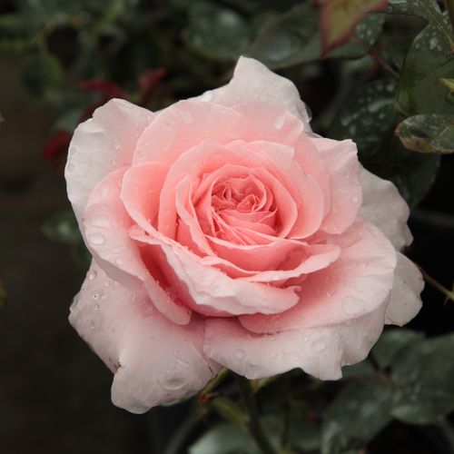 Rosen Online Shop - teehybriden-edelrosen - rosa - Rosa Marcsika - stark duftend - Márk Gergely - Ihre blassrosa Blüten mit feinen Tönen sind gefüllt und rundlich.